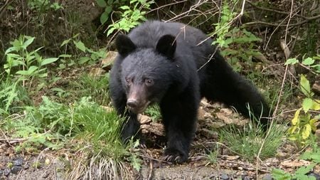 今年は雪が降っても街で人を襲うクマが出る…東北のマタギが150