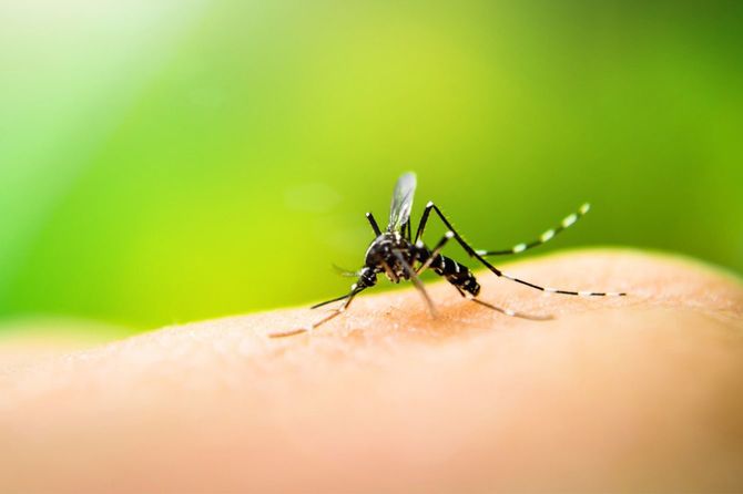 デング熱の媒介ネッタイシマカ