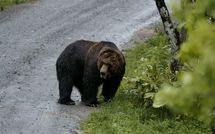｢クマに自宅の居間で襲われた女性が死亡｣"異常な事故"が多発…問題を起こしたクマの"共通点"とは
