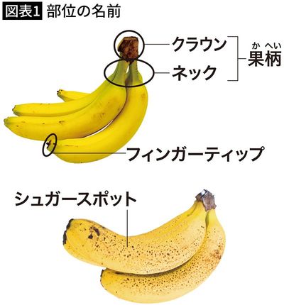 【図表1】部位の名前