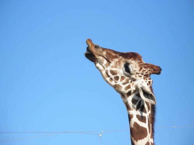 フレーメンするオスのキリン