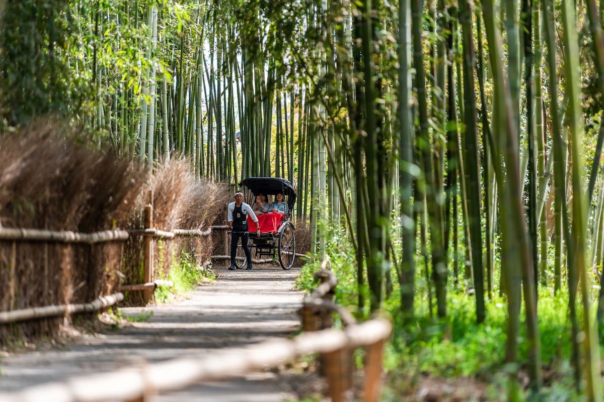 嵐山竹林公園を人力車に乗って楽しんでいる観光客