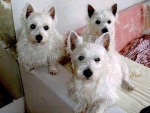 元気だったころのみるく（8歳ごろ）、ちょこれーと、みんと。とても仲の良い親子だった（写真提供＝髙橋美清さん）