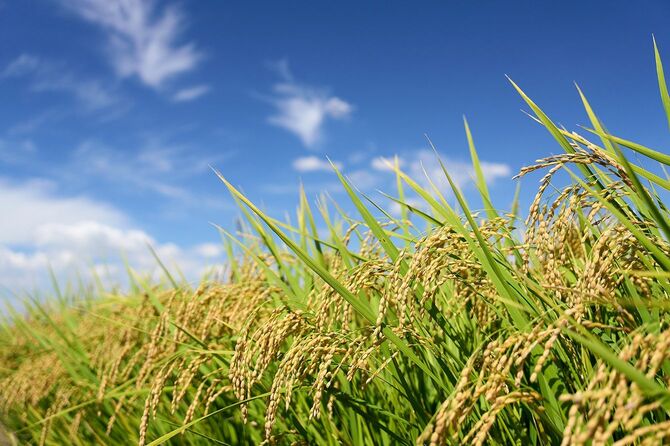 秋の空を背景に稲穂