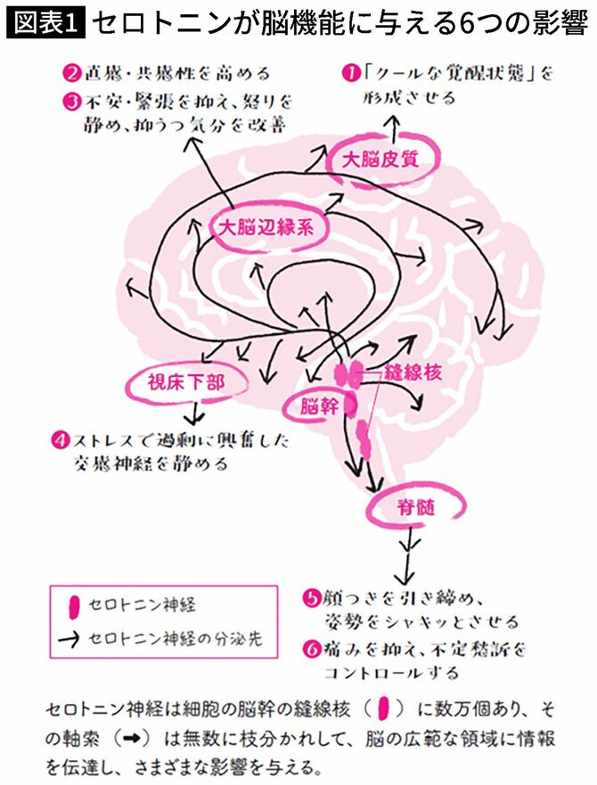 【図表】セロトニンが脳機能に与える6つの影響