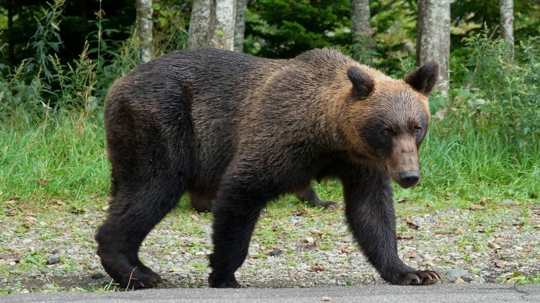 知床の海岸に漂着する｢悪臭の死骸｣に順番待ち…ヒグマ大量出没の裏にある｢人慣れだけではない｣切実な事情