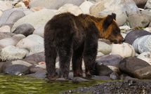 ｢熊がどう俺を食べるか見届けなきゃ｣顔を噛まれ約70針縫った…ヒグマと闘った男性が語る退院後に辛かったこと