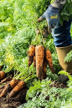 人参ジュースの材料。人参づくりは土からこだわっている