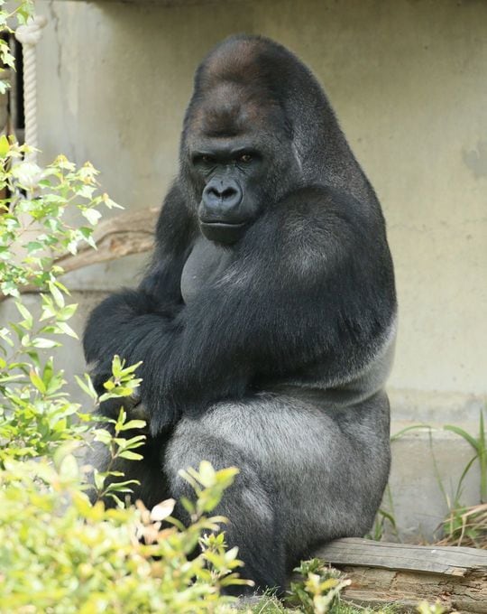 「イケメンゴリラ」の雄ゴリラ「シャバーニ」
