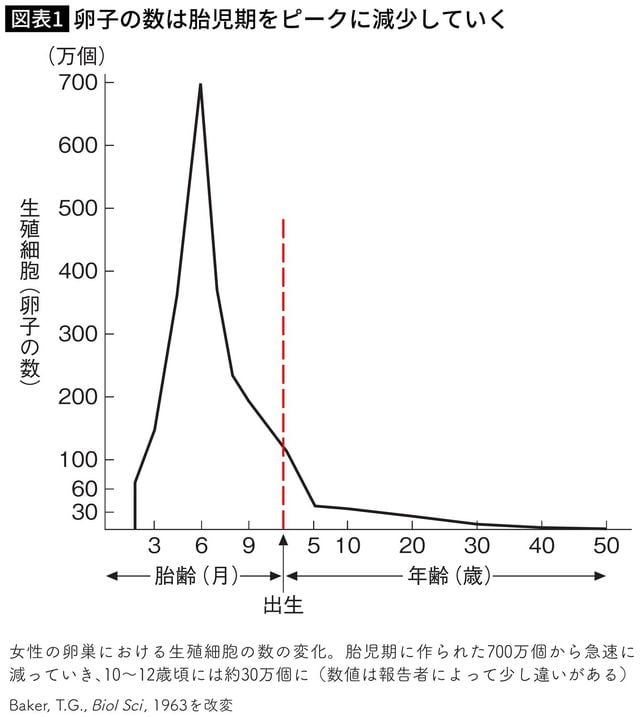 【図表】卵子の数は胎児期をピークに減少していく