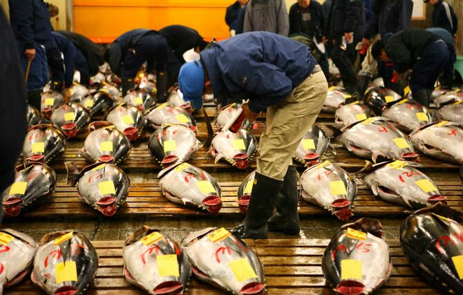 東京の魚市場