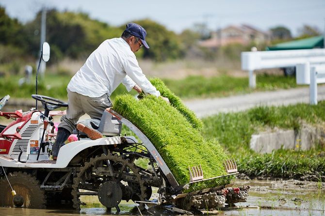 田植えのイメージ