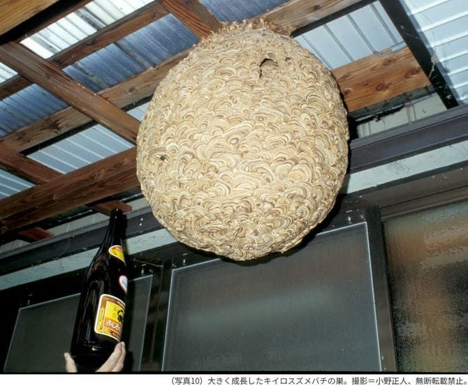 （写真10）大きく成長したキイロスズメバチの巣。撮影＝小野正人、無断転載禁止。