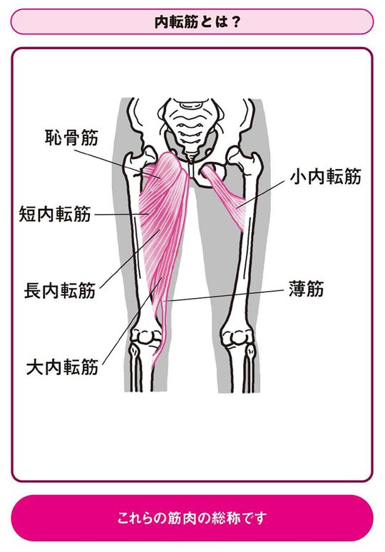【イラスト】内転筋とは？