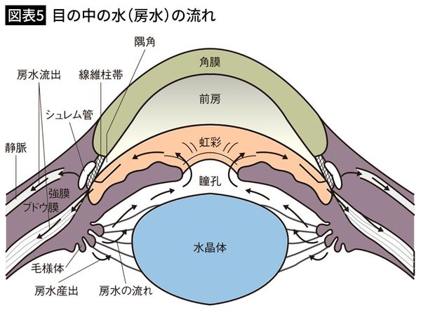【図表5】目の中の水（房水）の流れ