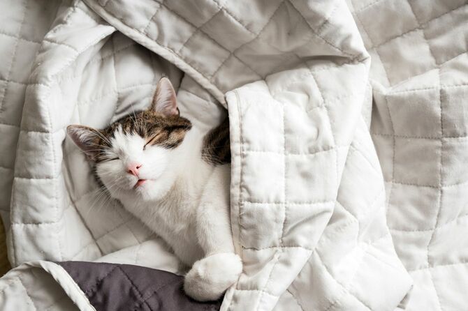 ベッドで幸せそうに眠る猫
