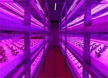 「栽培期間短縮」「収穫量2倍」なぜかおいしい野菜が育つ植物工場