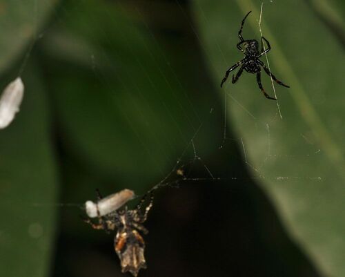 【写真1】ゴミグモは糸の振動で雌を呼ぶ（出典＝『カラー版 クモの世界　糸をあやつる8本脚の狩人』）