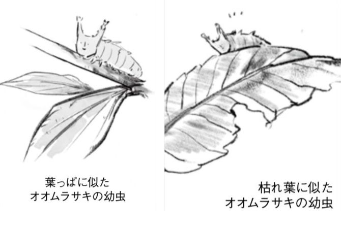 オオムラサキの幼虫