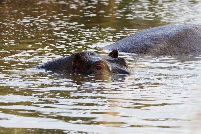 水面から顔を出すカバ