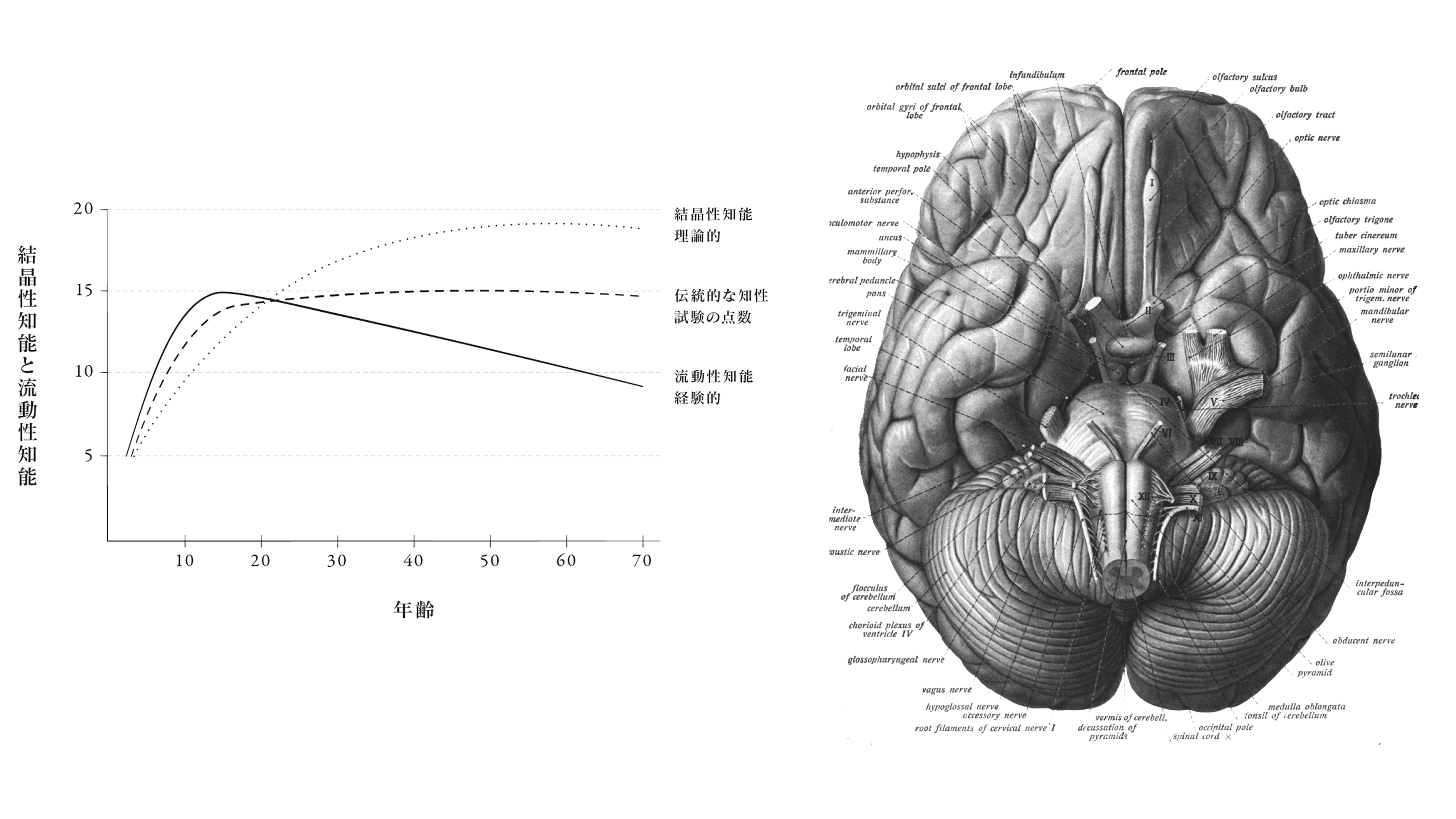 バカと天才は紙一重 が脳科学的に見ても大正解である理由 重要なのは狂人性と秀才性の葛藤 President Online プレジデントオンライン