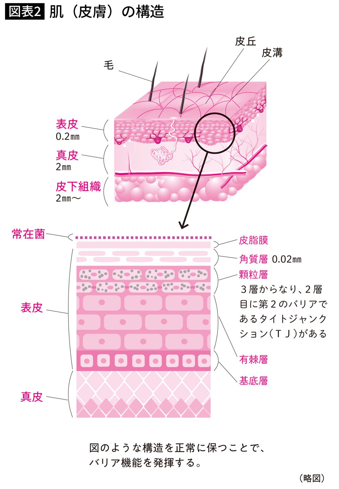 肌（皮膚）の構造