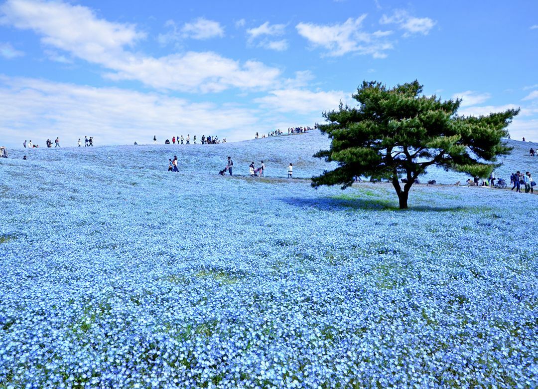 最高の絶景"ネモフィラ畑"が生まれたワケ SNSを追い風に、7年越しでブレイク