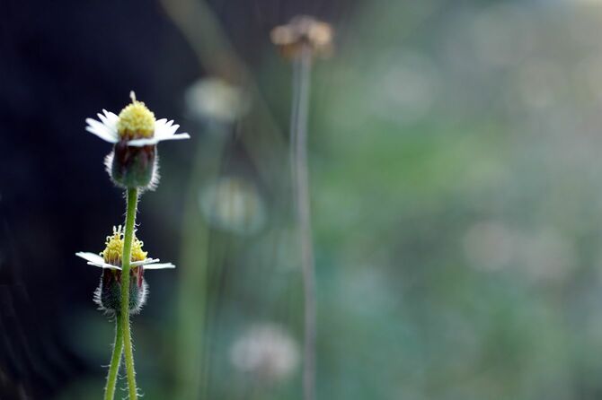 野生の白い草の花の花の花の花の花の背景が花。シンプルで自然の美しさ。人生のインスピレーションのインスピレーションの概念のための背景。