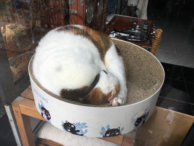 店番をする猫。香港でも生活の中に動物が溶け込んでいる