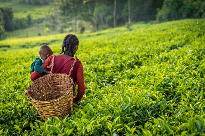 男の子を抱いて茶畑を横切るエチオピアの若い母親