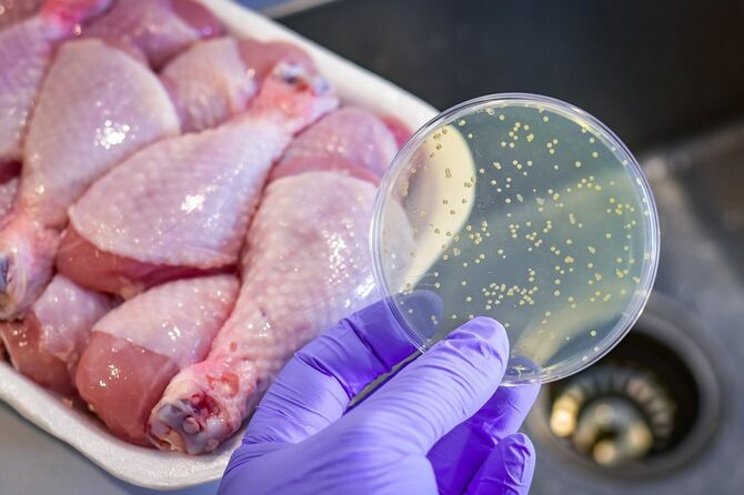 鶏肉を背景にした細菌培養プレート
