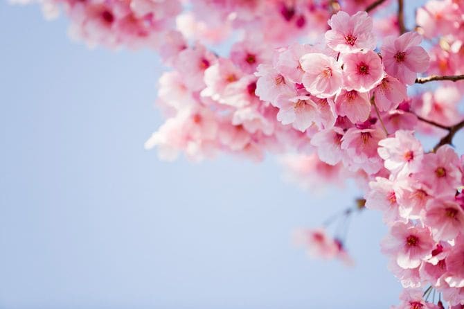 咲き誇る桜
