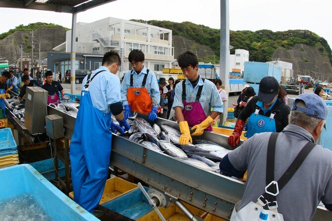 漁船から港に魚を選別する漁師