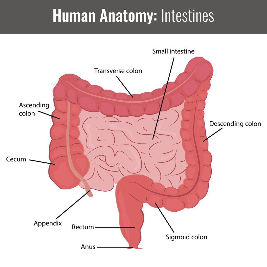 人間の腸