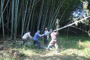 原料の竹を伐採