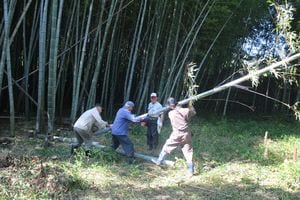 原料の竹を伐採