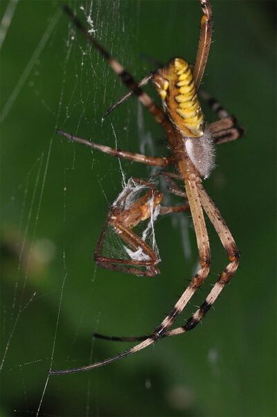 【写真4】交尾後のナガコガネグモの雌が雄を捕食（出典＝『カラー版 クモの世界　糸をあやつる8本脚の狩人』）