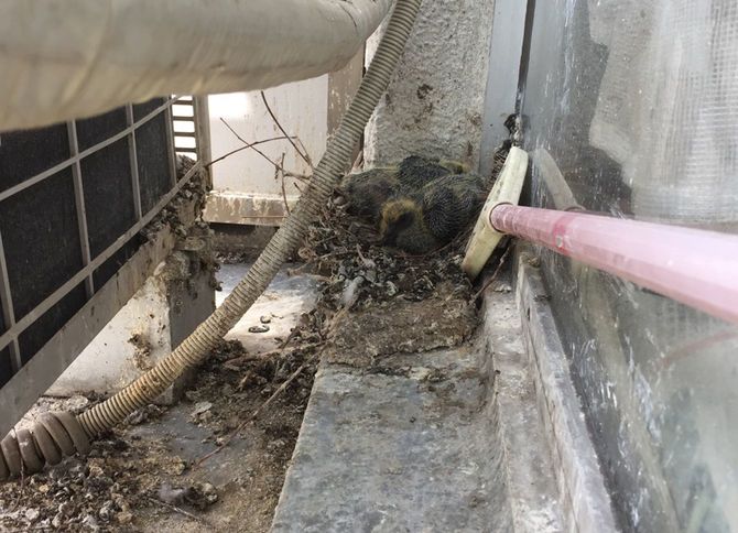 バルコニーから保護した鳥のひな。