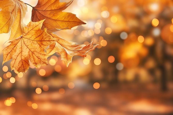 紅葉