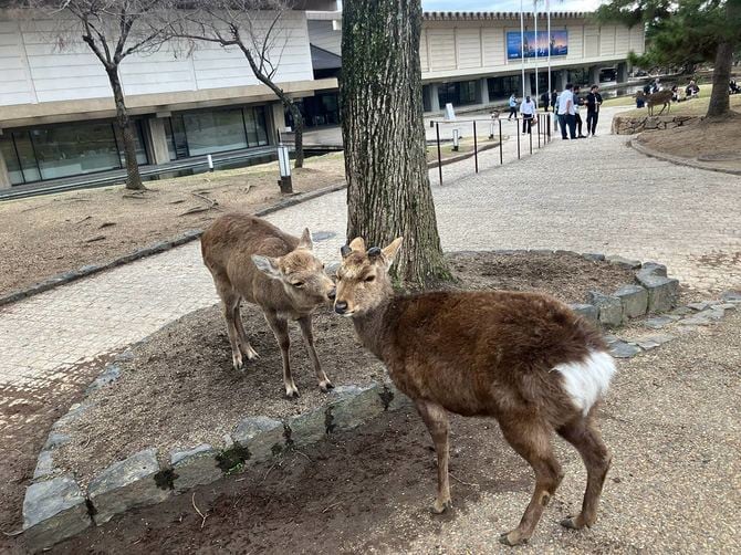 奈良公園のシカはツノ切りが施されている