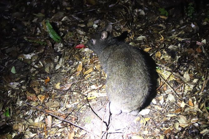 森の中でみつけたアマミノクロウサギ