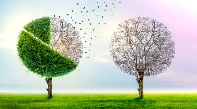 木で表した市場シェアの円グラフ