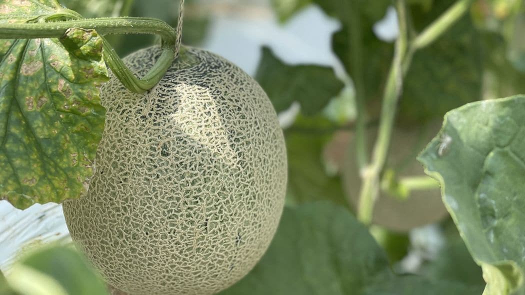 こんなメロンがあったなんて…銀座千疋屋を驚かせた｢宮古島メロン｣を沖縄のデパートが発掘できたワケ 沖縄独自の｢琉米文化｣を磨きあげ､狙うのは世界市場