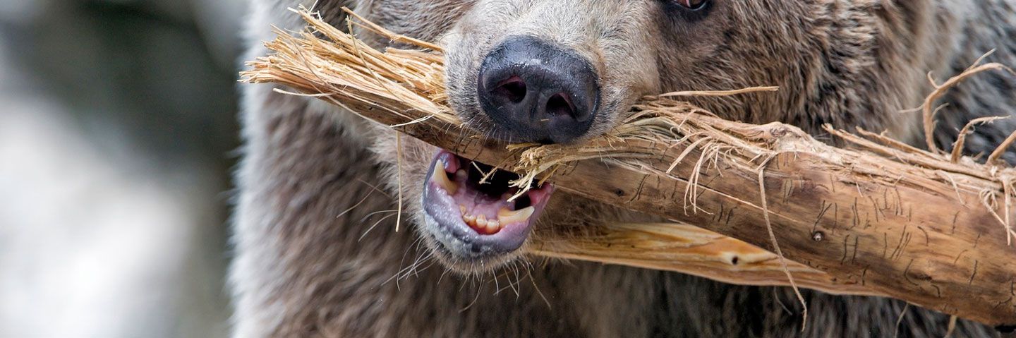 ヒグマの胃から見つかったのは｢9キロの人肉と骨｣…ベテラン釣り人の遺体が物語る｢ヒグマの恐るべき残虐性｣