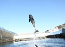 室戸岬、海と魚を巡る"大人の社会科見学"