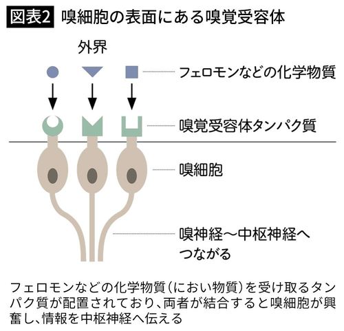 【図表2】嗅細胞の表面にある嗅覚受容体