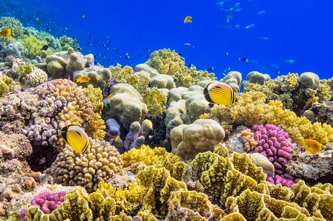 色鮮やかなサンゴ礁の上の赤い海のマルサアラム