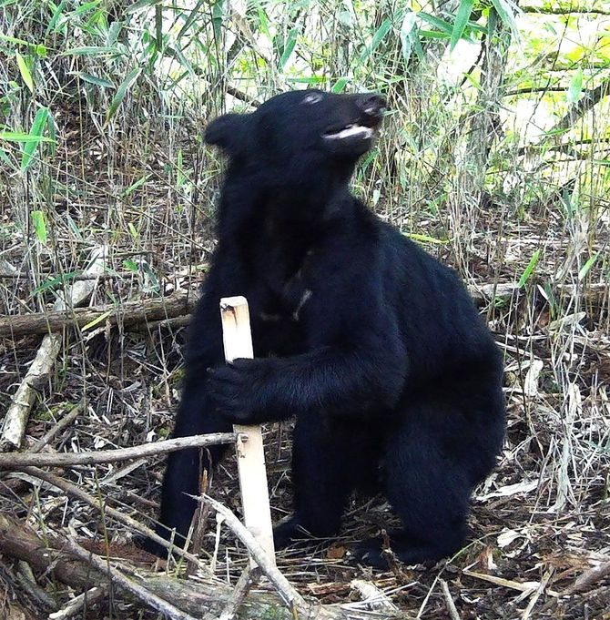 自動撮影カメラによる南アルプス地域のツキノワグマ