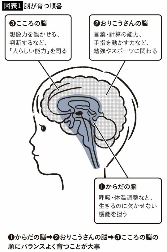 【図表1】脳が育つ順番