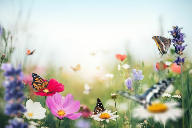 蝶と花のイメージ